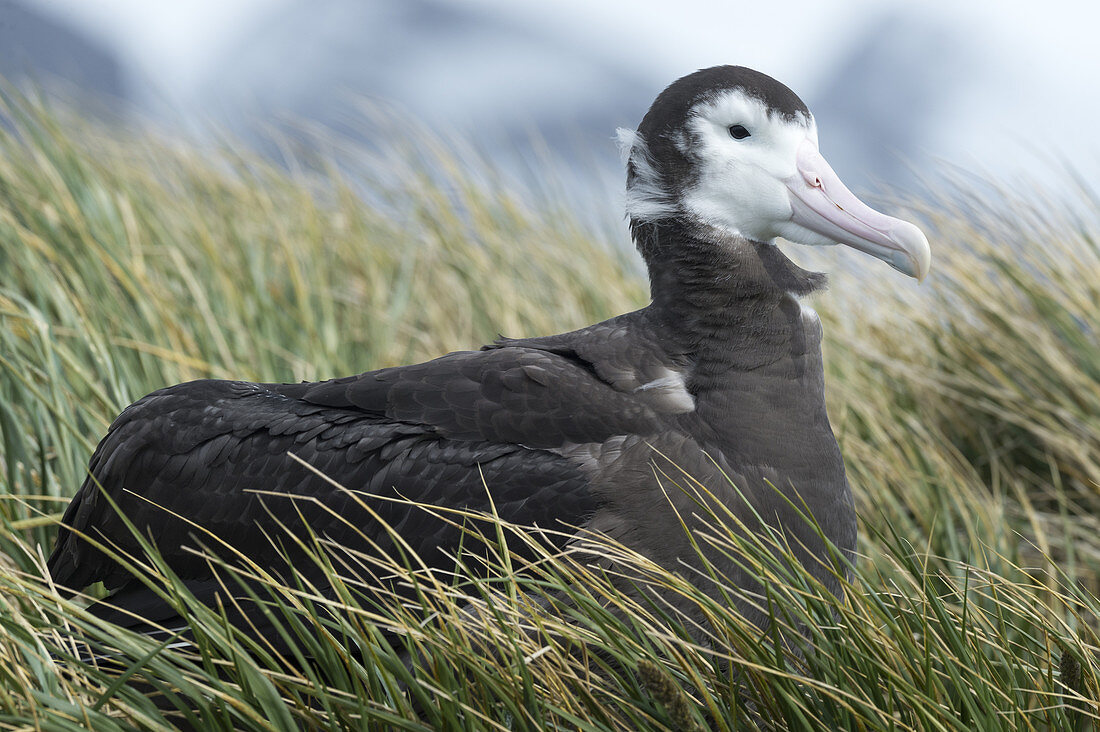 Wandering Albatross Chick Nesting