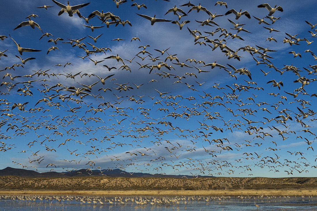 Snow Geese Taking Flight from Large Pond