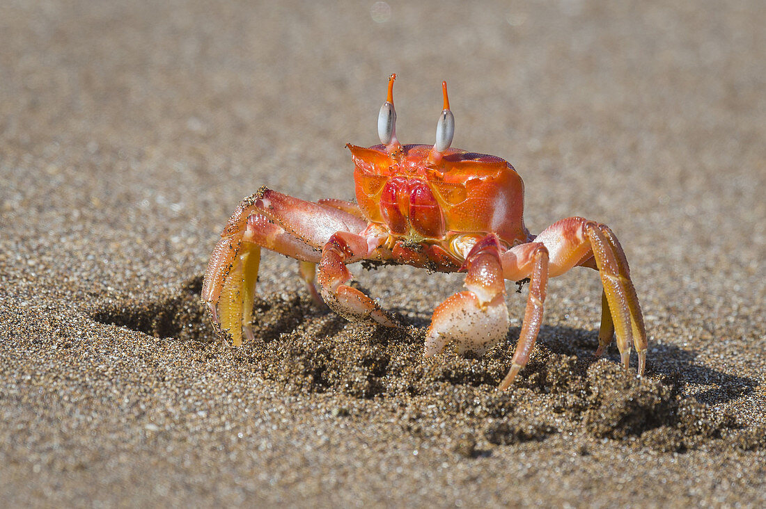 Ghost Crab on Beach