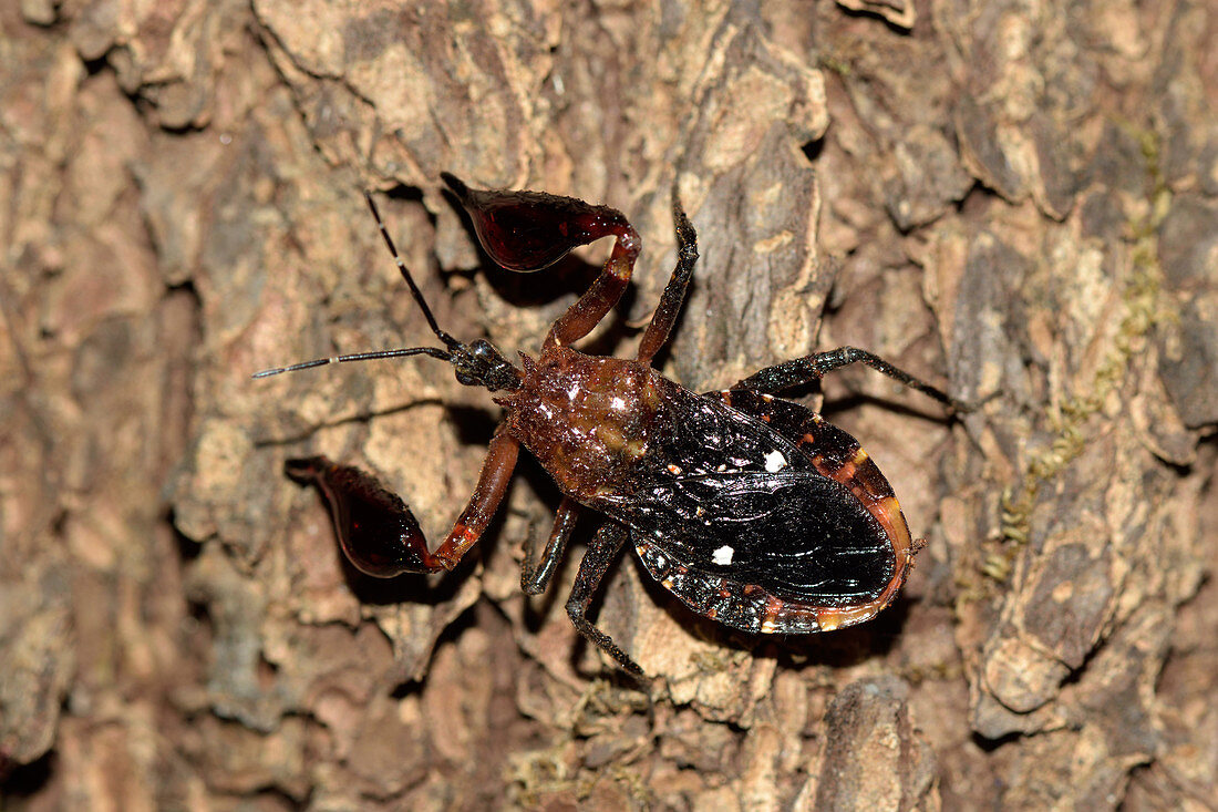 Assassin Bug with Resin Trap