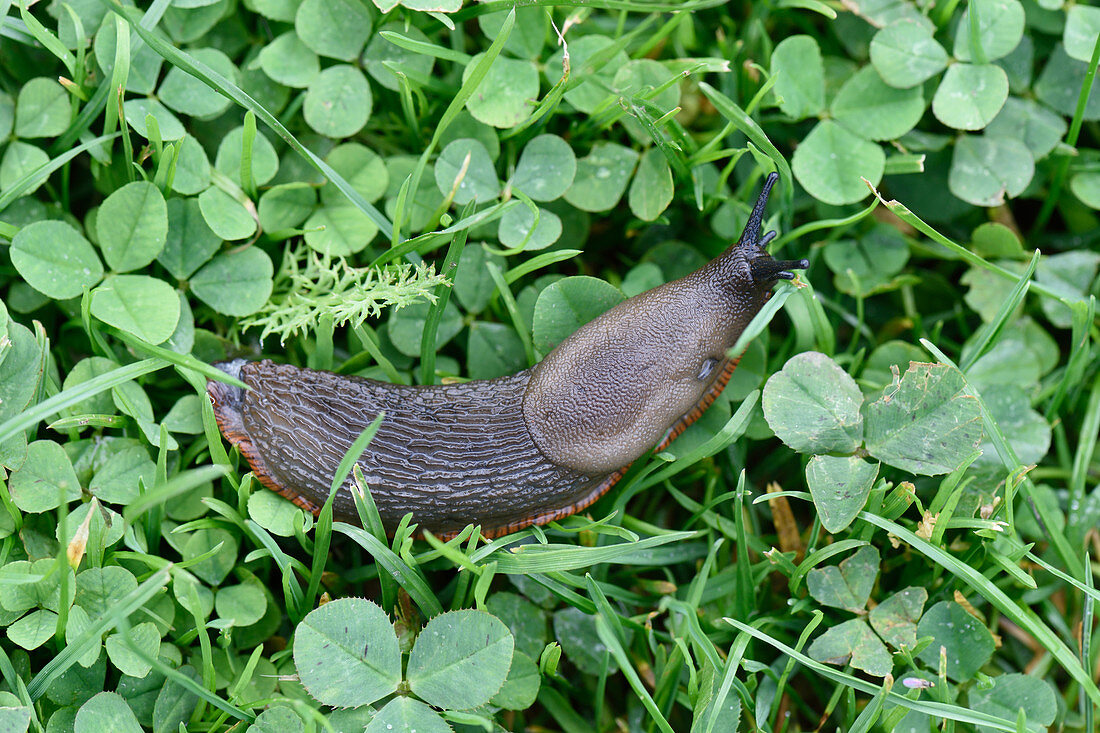 Spanish slug, Arion vulgaris