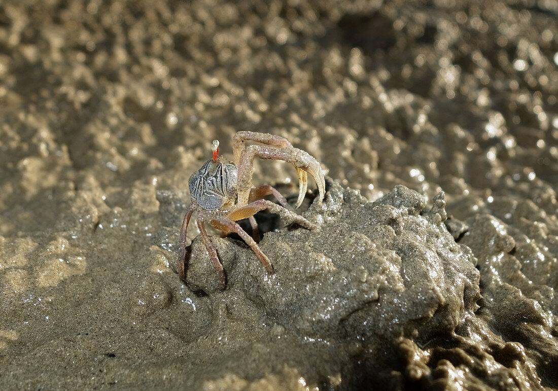 Sand Bubbler Crab