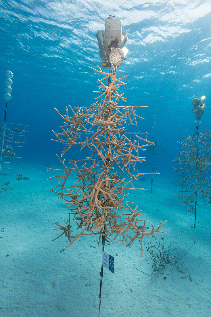 Staghorn Coral Restoration Project