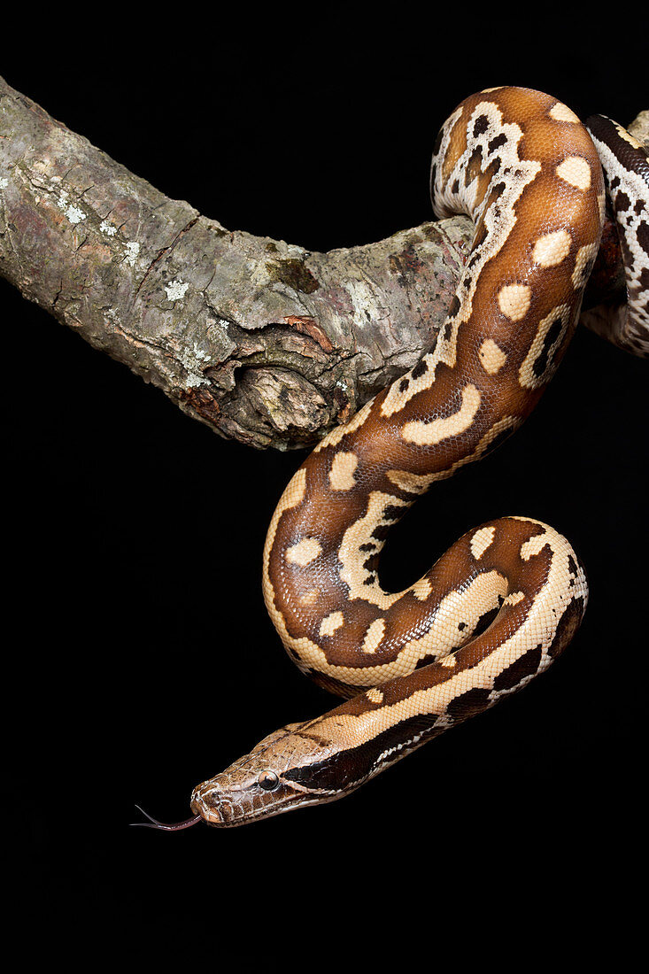 Blood python (Python brongersmai) on branch