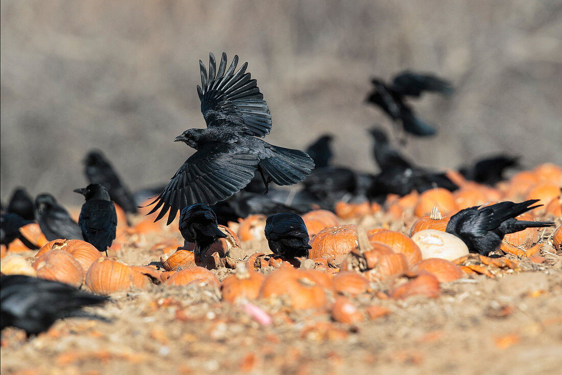 American Crows Eating Pumpkins