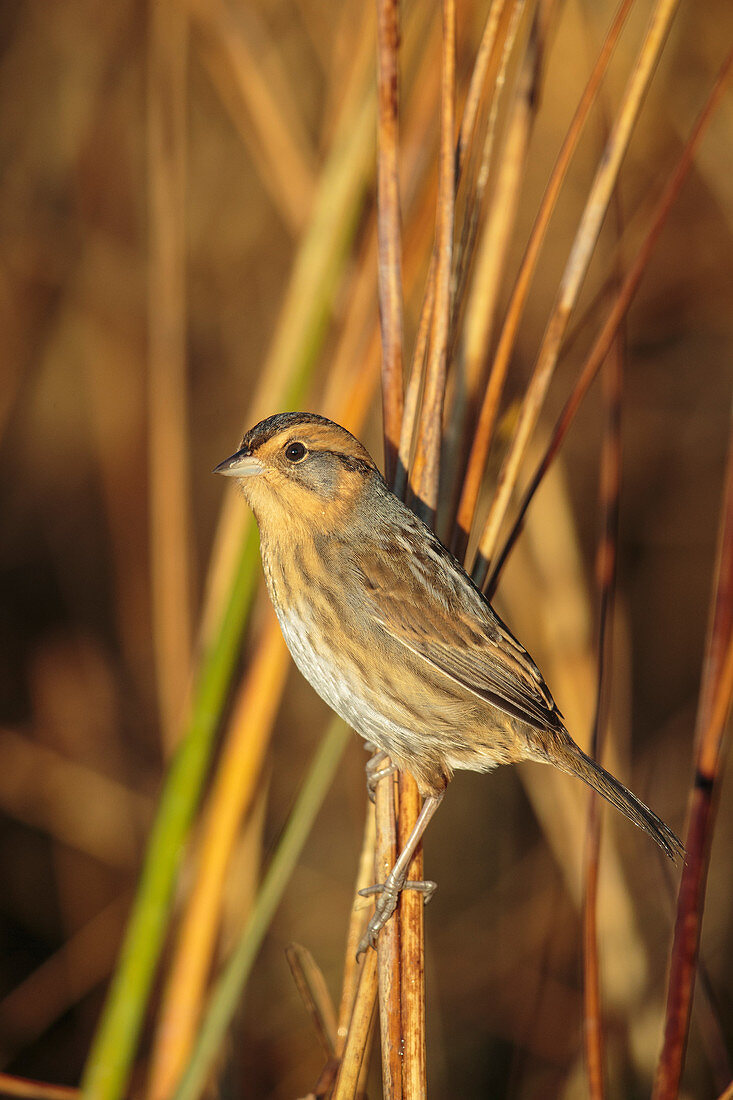 Nelson's Sparrow (Ammodramus nelsoni)