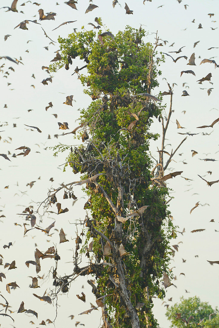 Fruit Bats Roosting, Kasanga Swamp, Zambia