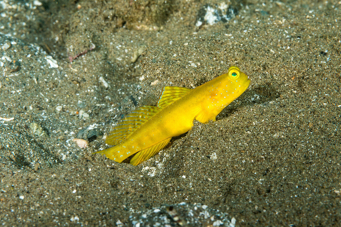 Yellow Shrimpgoby