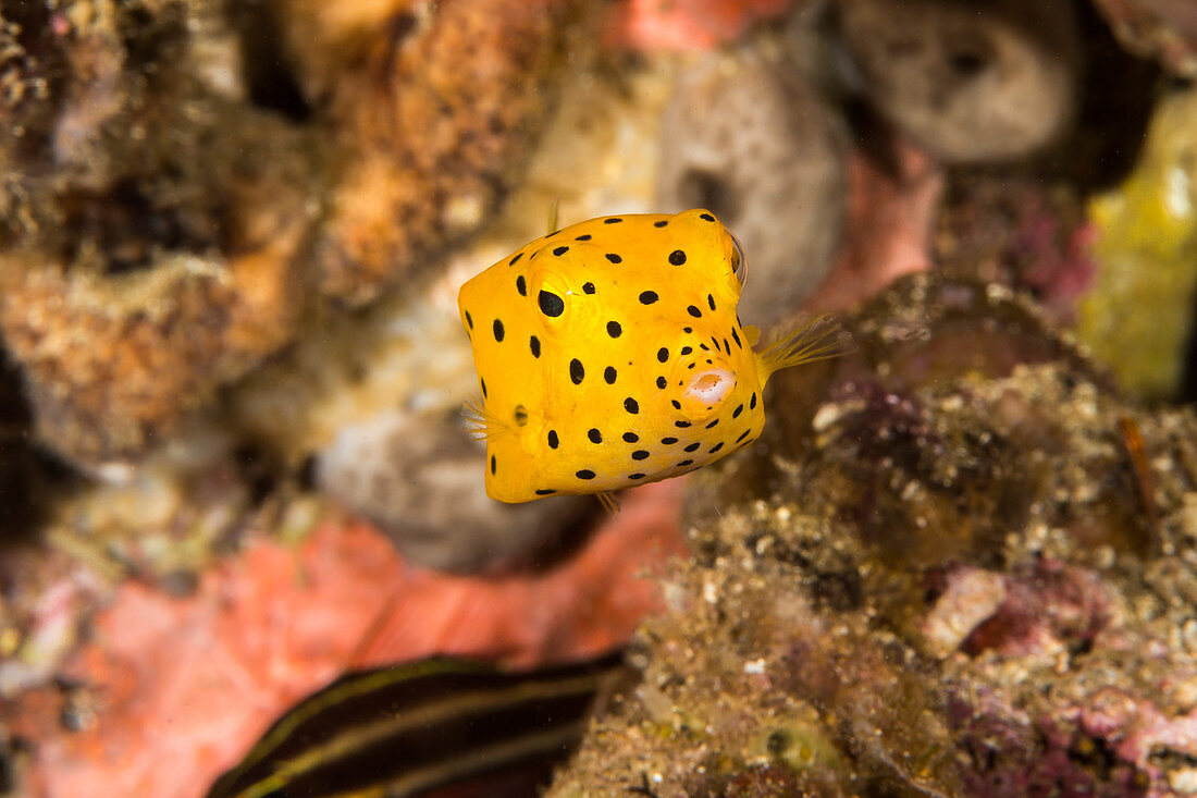 Yellow Boxfish