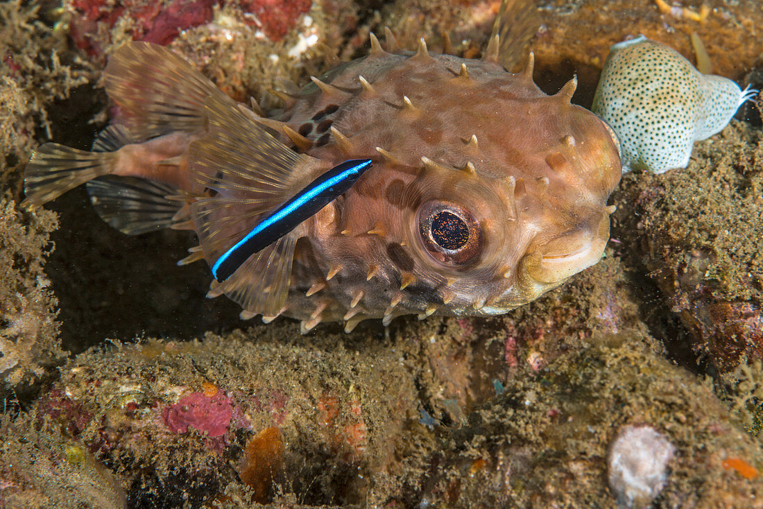 Burrfish and Cleaner Goby