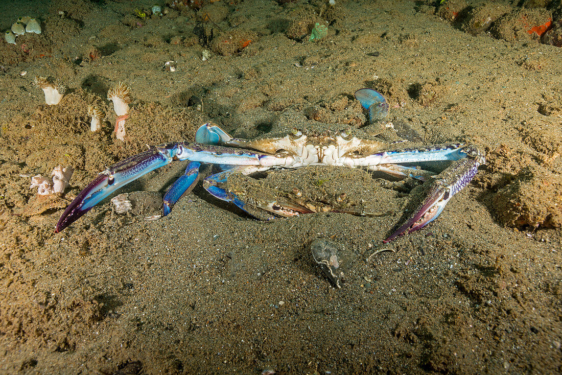 Blue Swimming Crab with mate