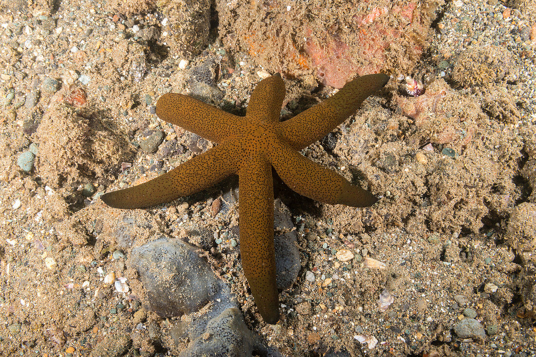 Luzon Sea Star