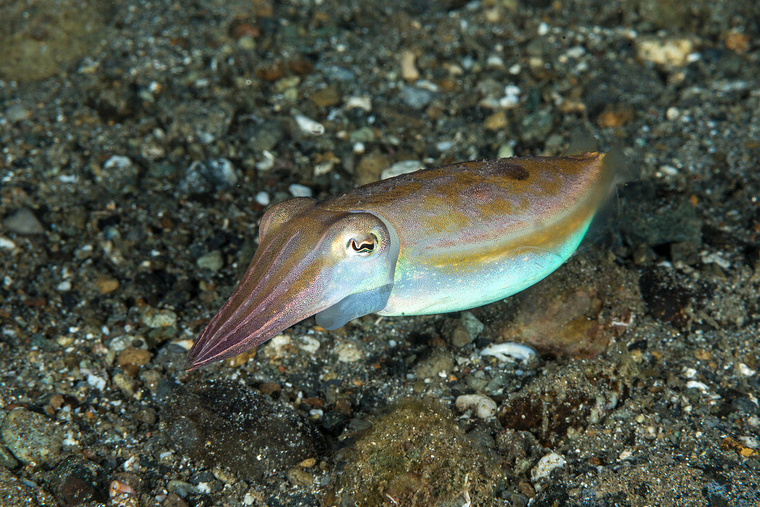 Broadclub cuttlefish