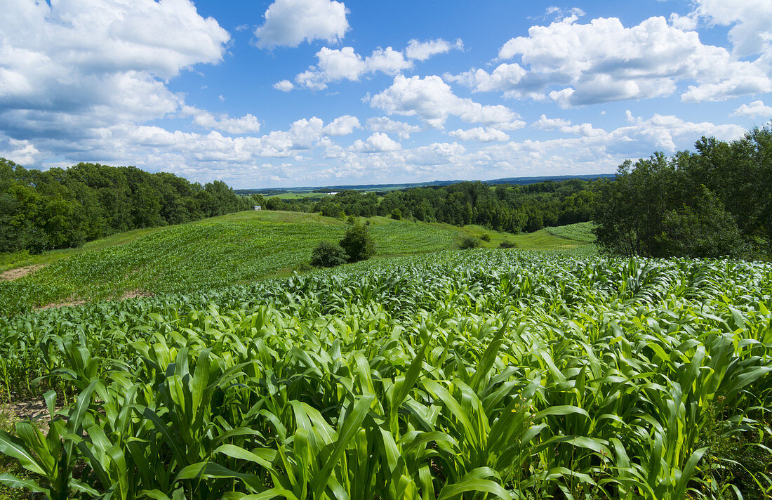 Farming Corn fields in Hills, USA