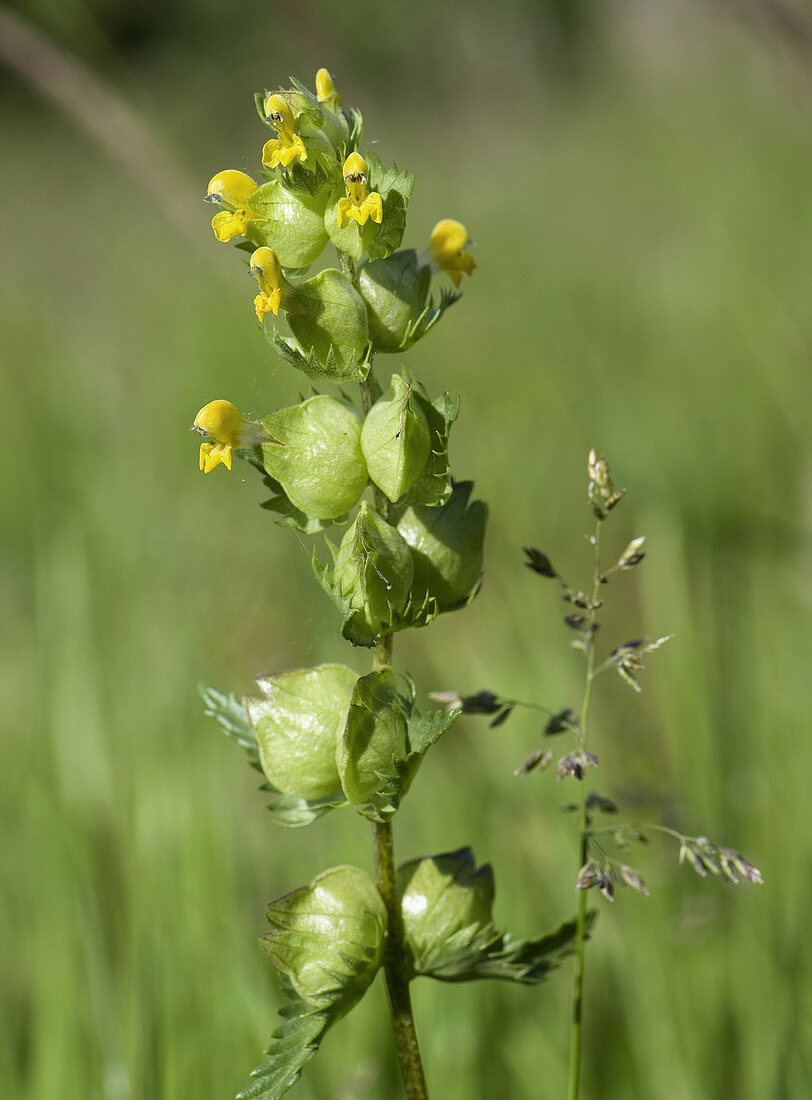 Yellow Rattle Flower and Seeds