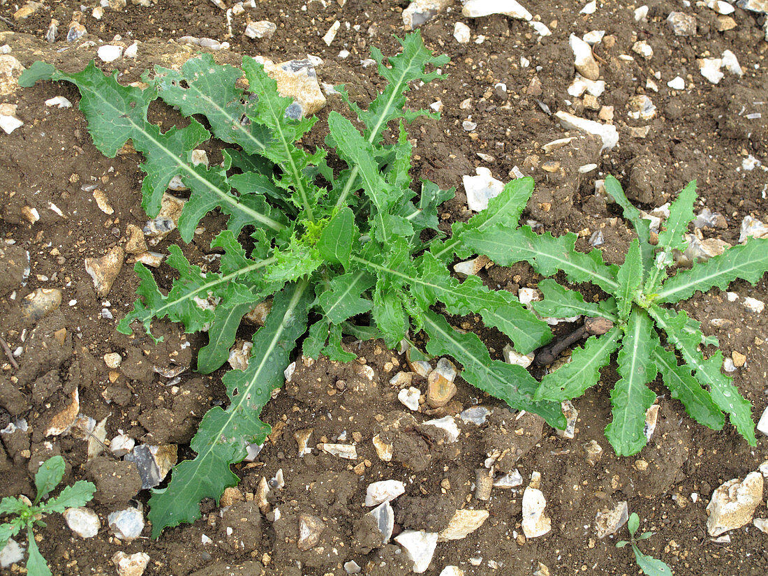 Perennial Sow-thistle