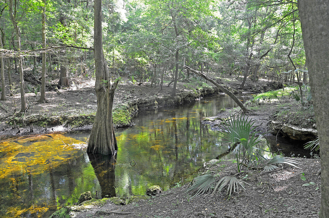 Suwanee River State Park, Florida