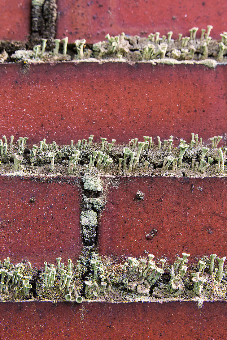 Pixie Cup Lichens on Brick Chimney