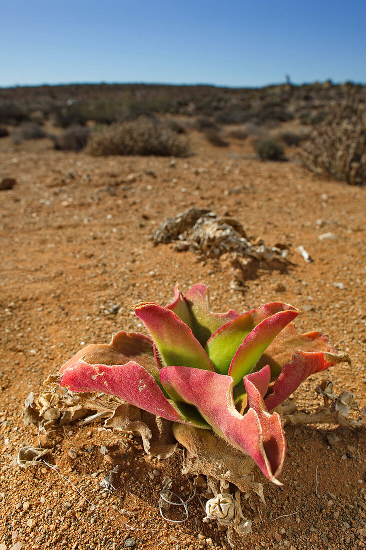 Ice plant