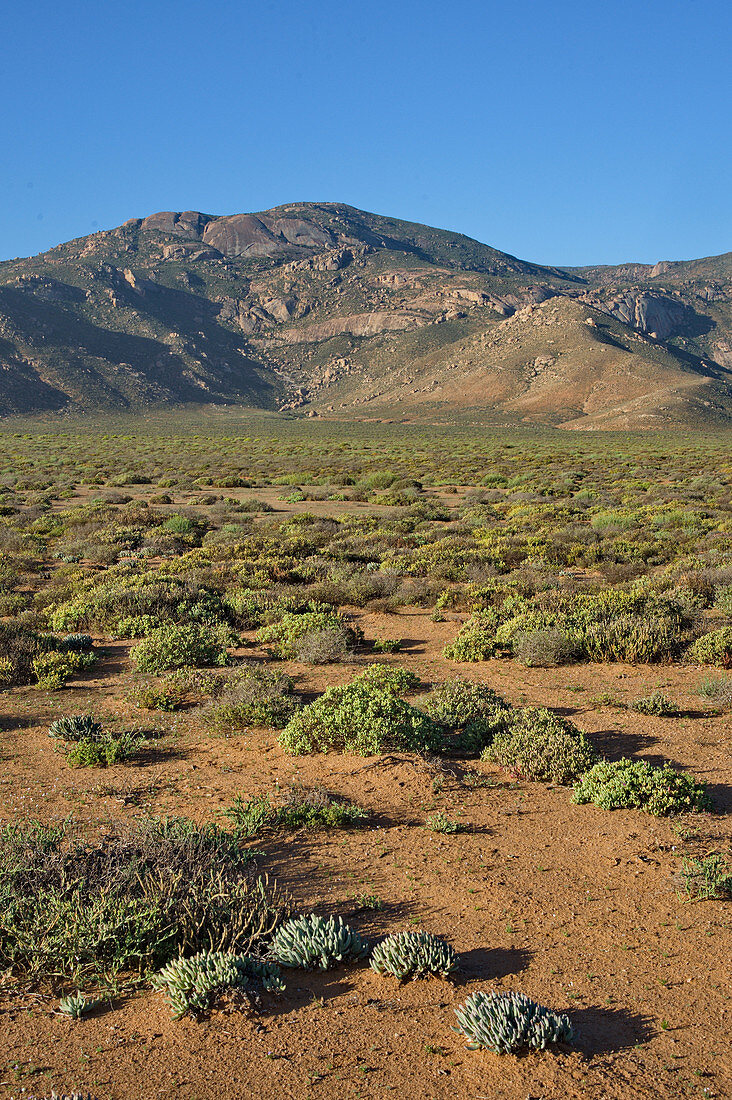 Flowering shrubs in Richtersveldt desert