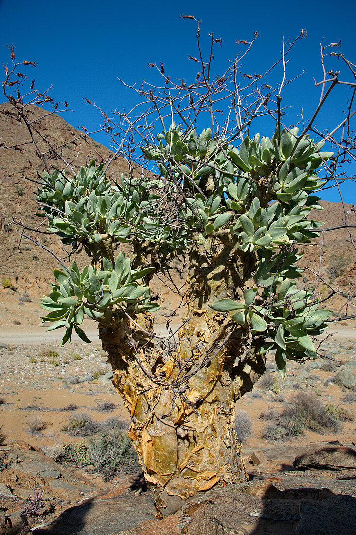 Butter tree in Namib Desert