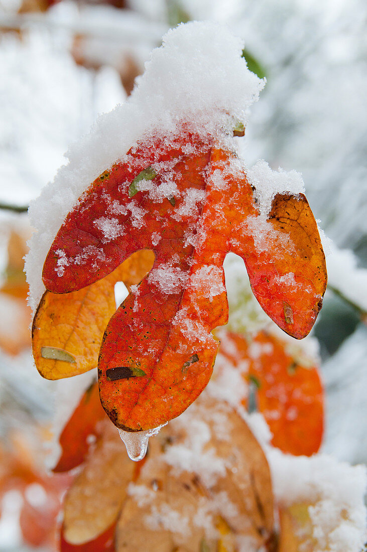 Sassafras Leaf with Snow