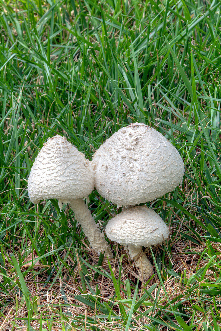 Thiers' lepidella mushrooms