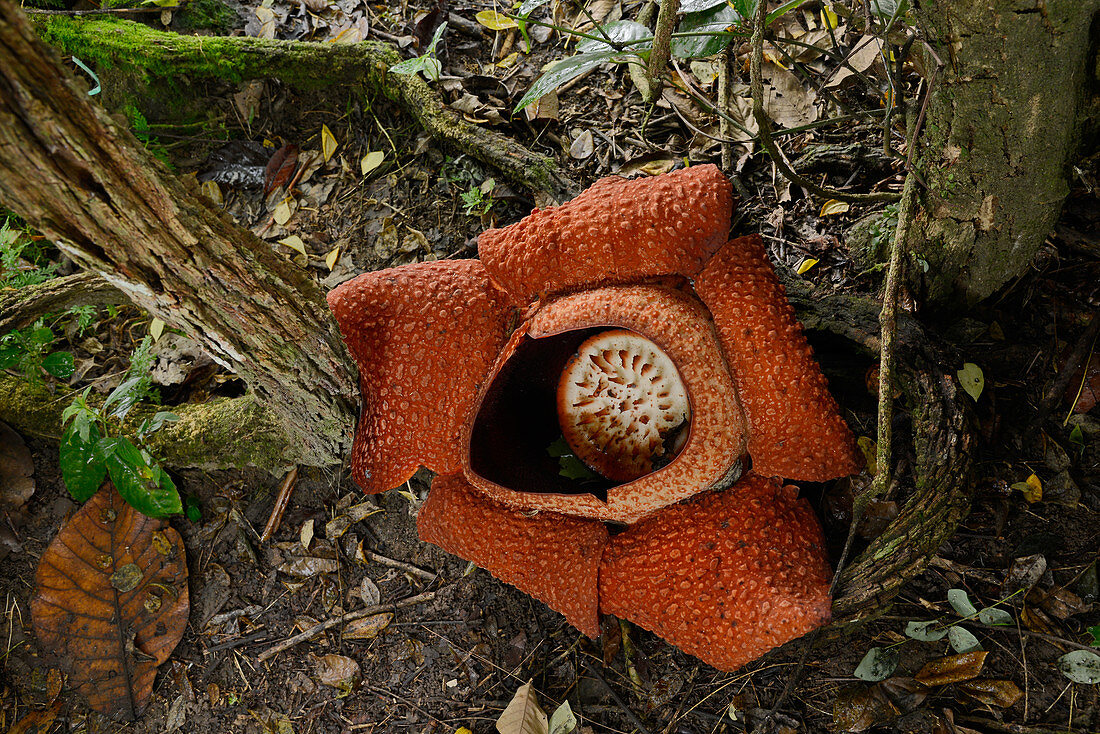 Giant rafflesia flower