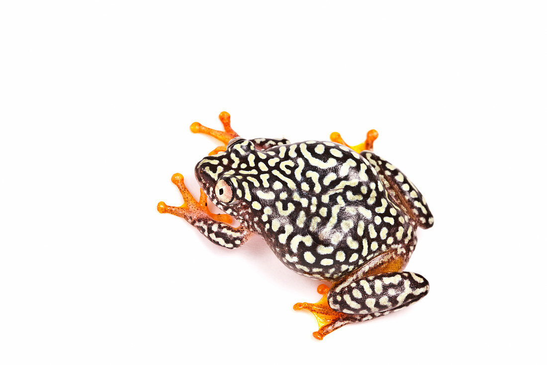 Starry night Reed Frog