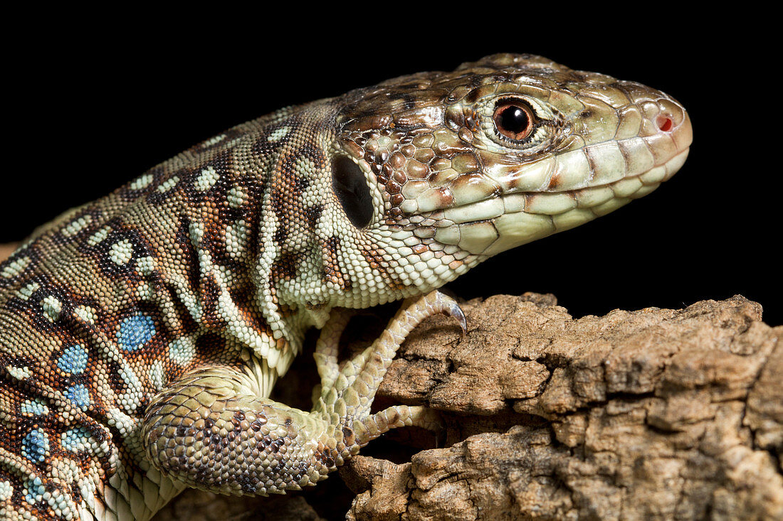 Ocellated Lizard (Timon lepidus)