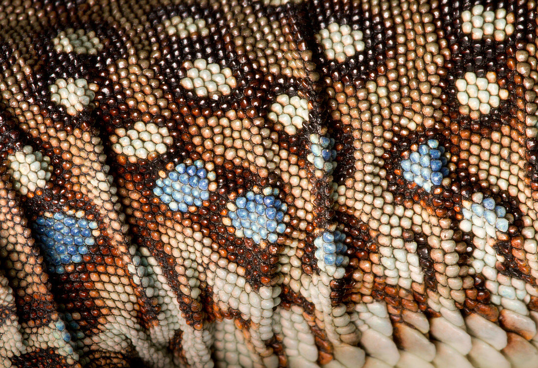Ocellated Lizard (Timon lepidus) scale detail