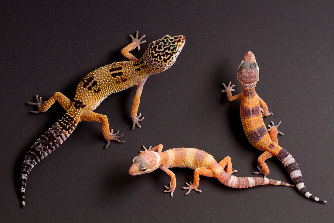 Leopard Gecko (E. macularius) collection