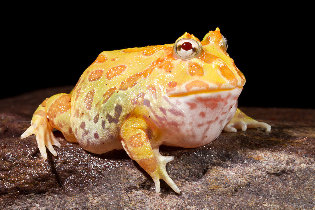 Pac Man Frog (Ceratophrys)