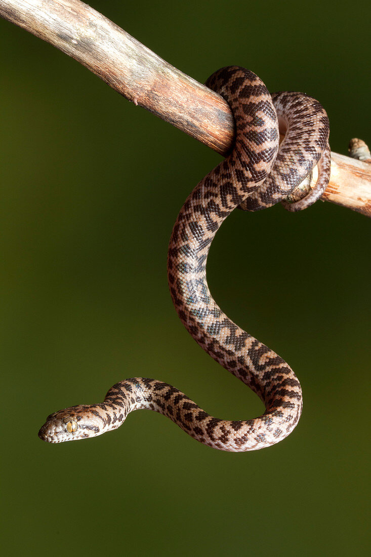 Spotted Python (Antaresia maculosa) on branch