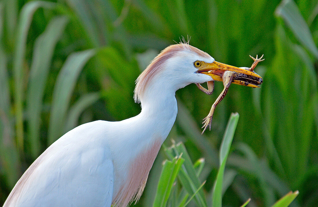 Cattle Egret (Bubulcus ibis) eats frog