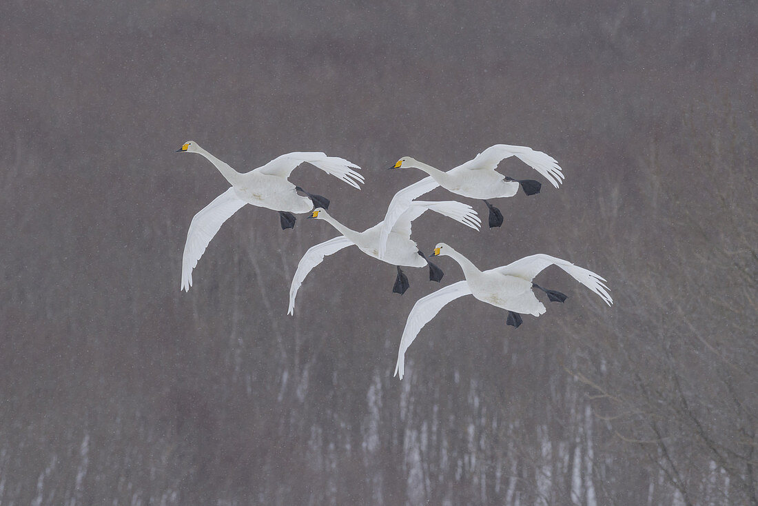Whooper Swans in Snowstorm, Japan