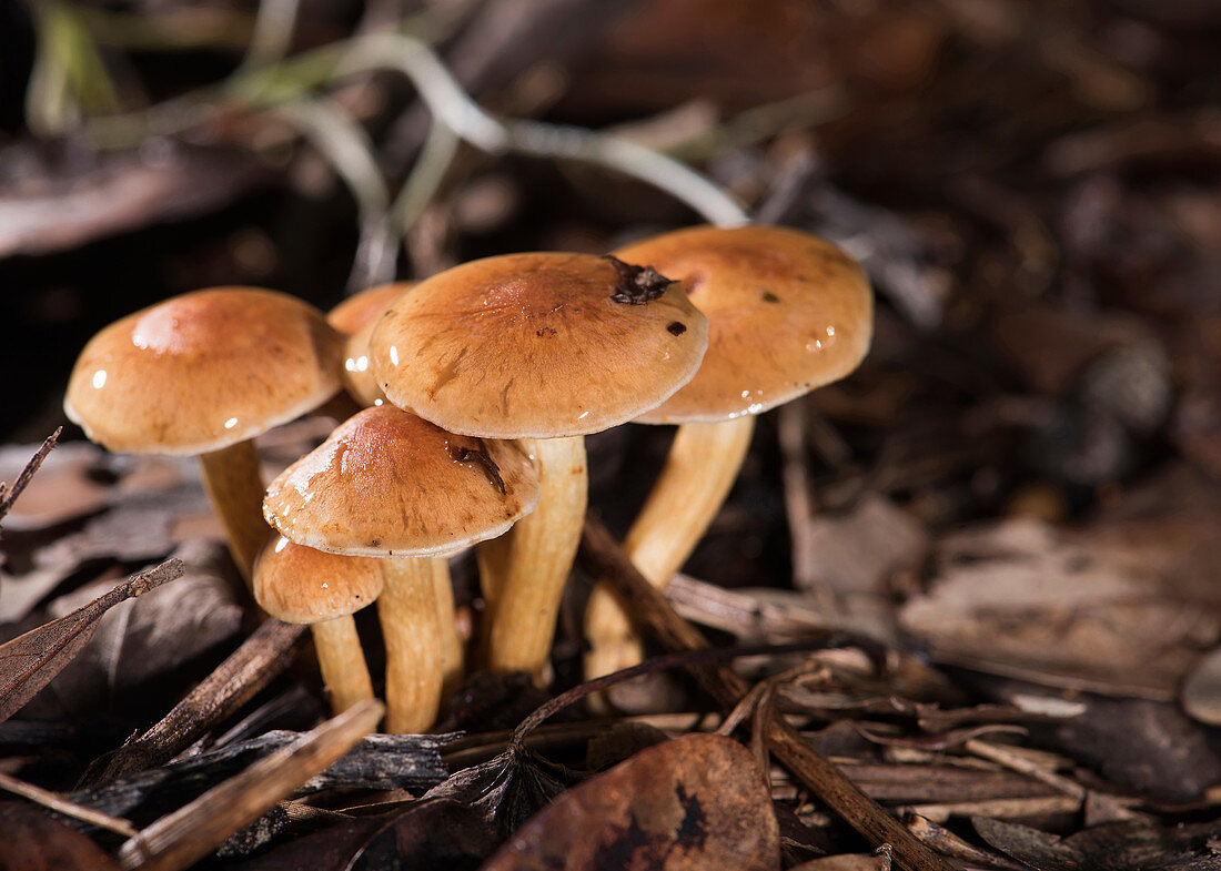 Scaly Rustgill mushroom (Gymnopilus sapineus)