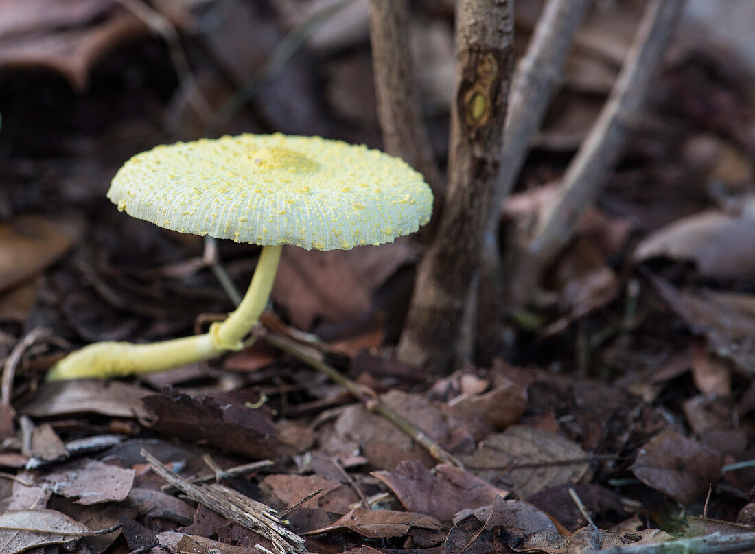 Yellow houseplant mushroom (L. birnbaumii)