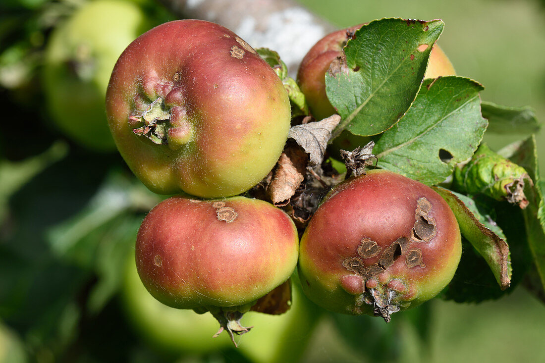 Apple scab on young fruit