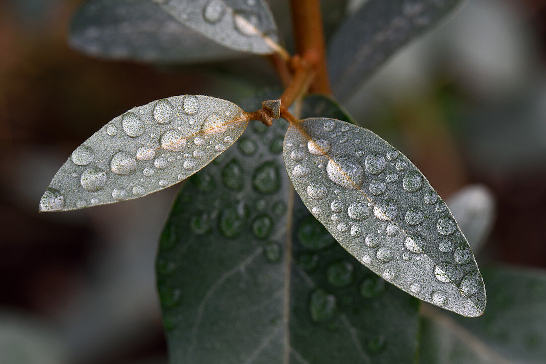 Water drops on Eleagnus leaves
