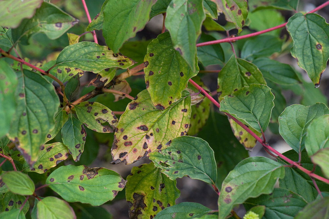 Anthracnose on Dogwood