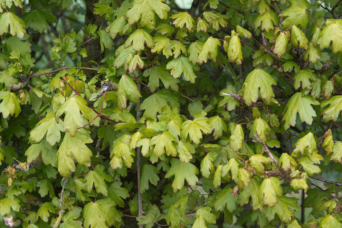 Field Maple Leaves