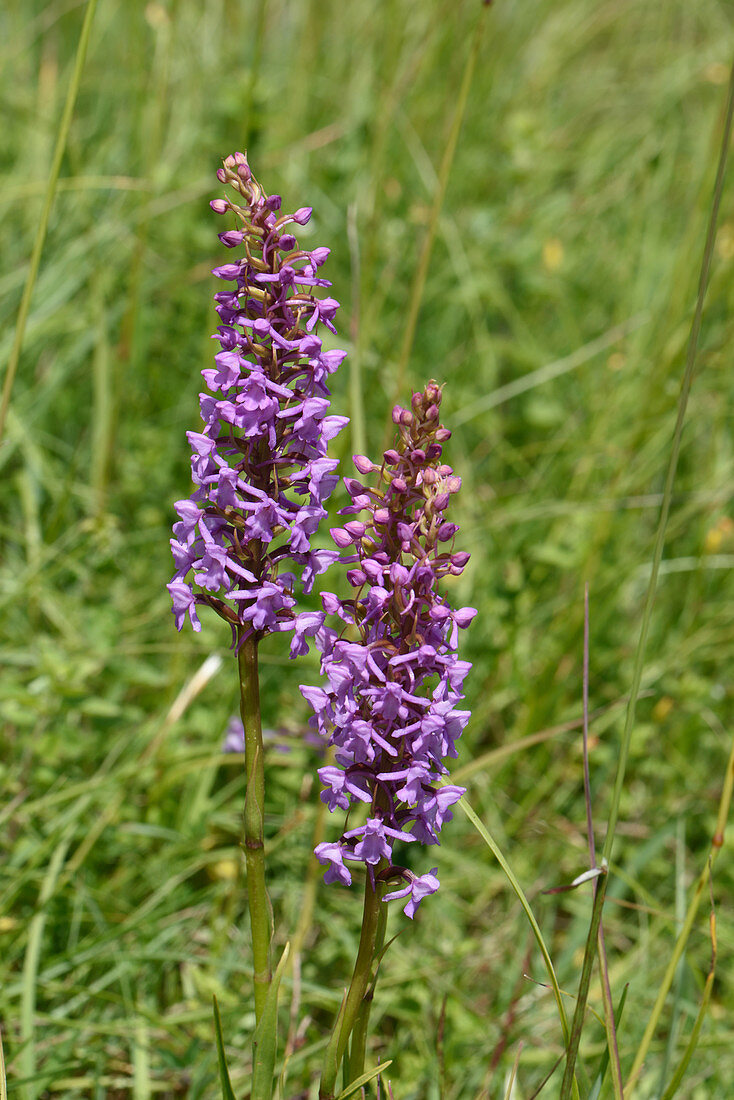 Fragrant Orchid Flowers