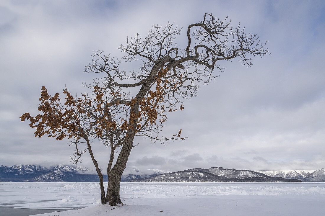 Winter Tree at Lake Kussharo, Japan