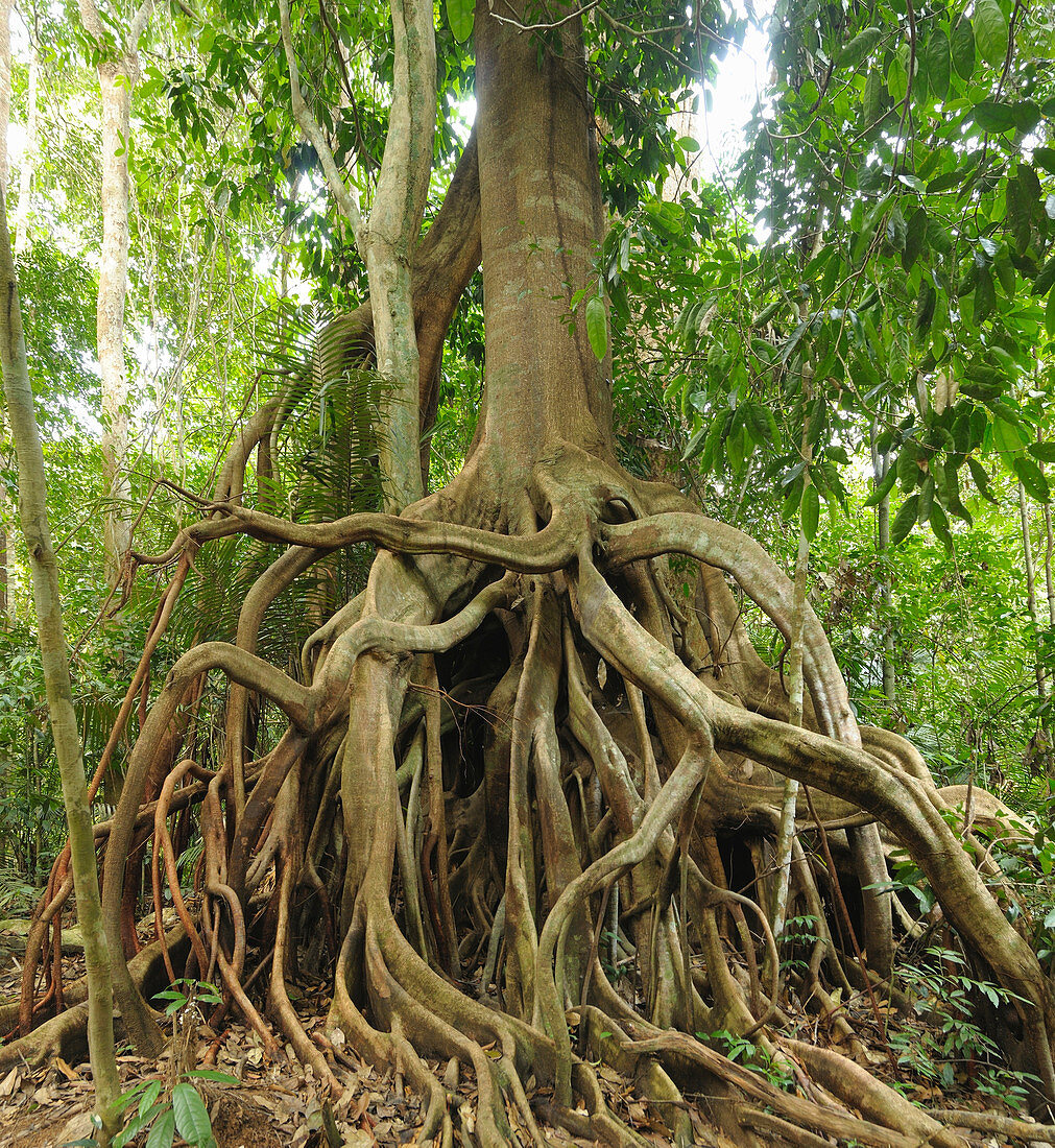 Aerial Roots of Fig