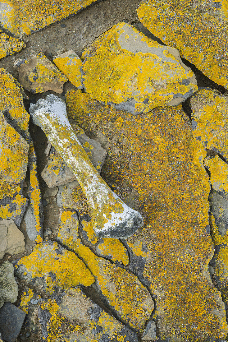 Yellow Lichens on Rock and Old Bones