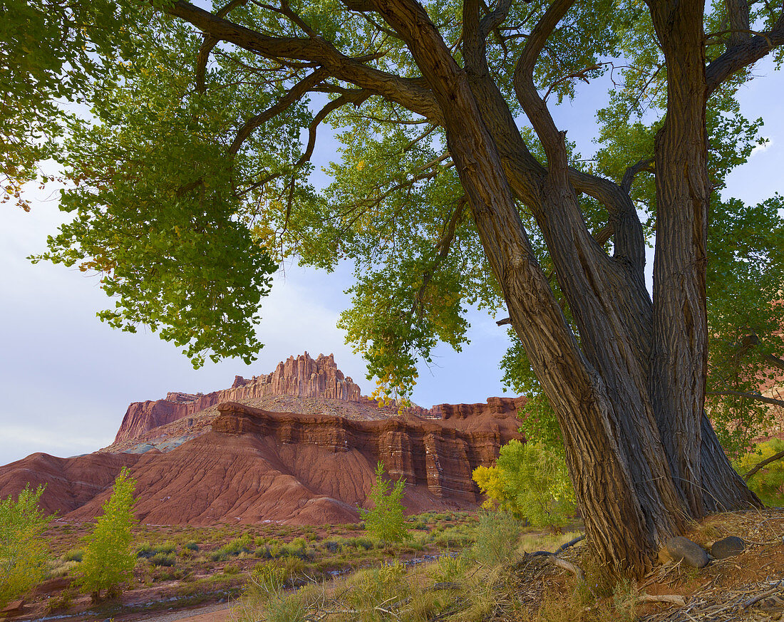 Cottonwood Tree and the Castle Formation