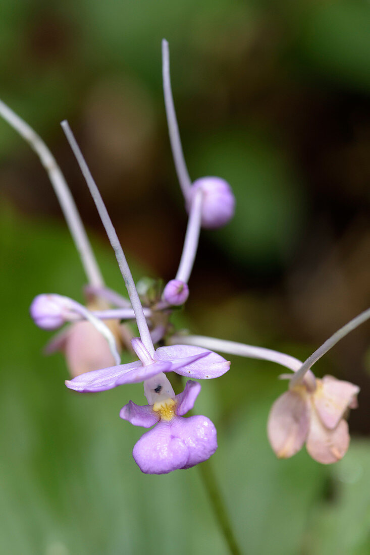 Terrestrial Orchid in Flower