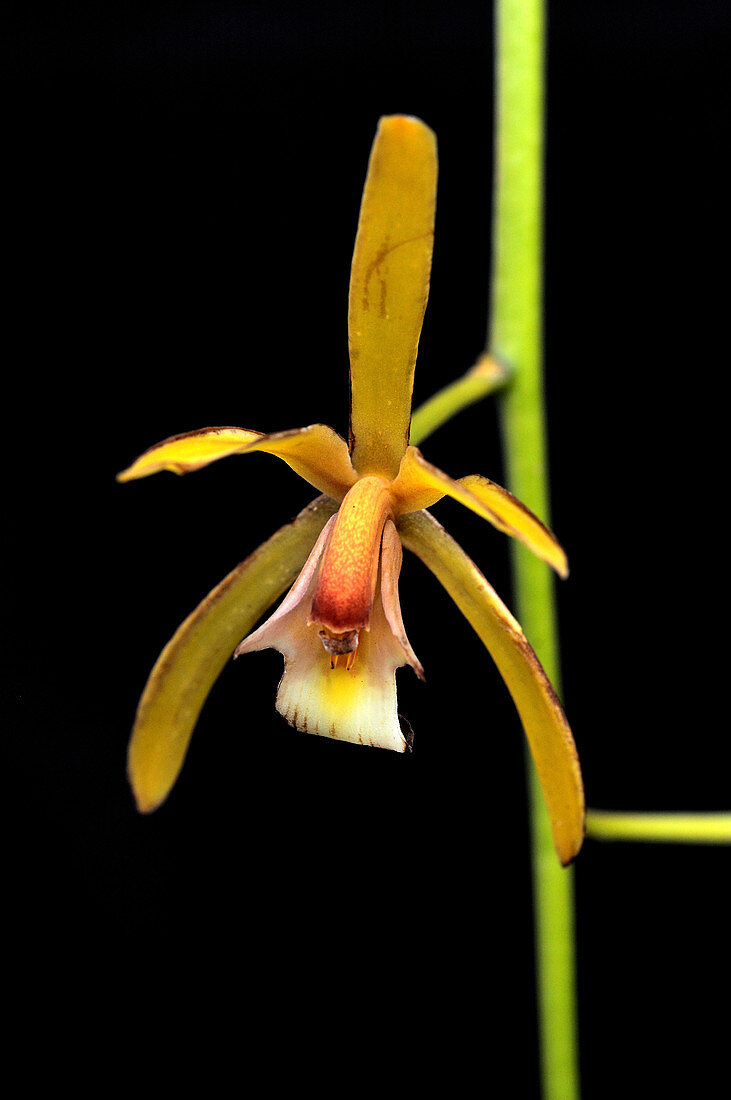 Cymbidium finlaysonianum Orchid