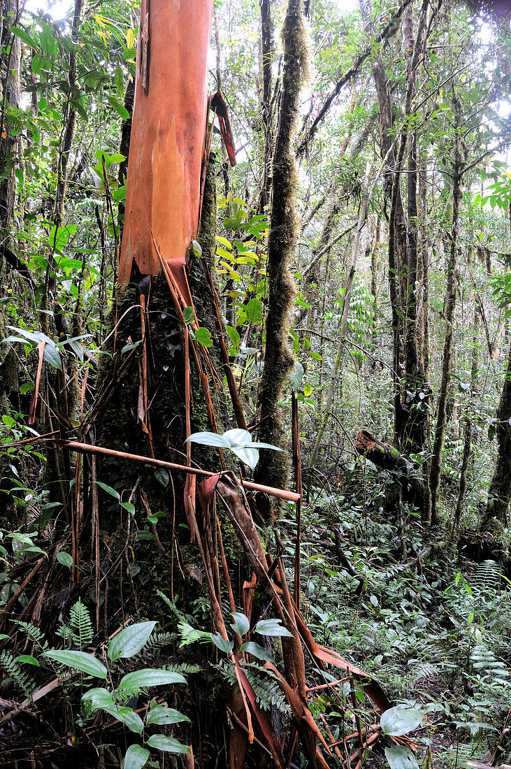 Paperbark Tree (Tristaniopsis sp)
